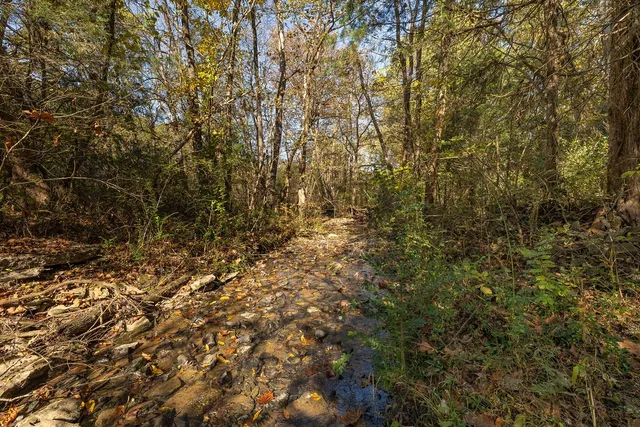 a view of a yard with a tree