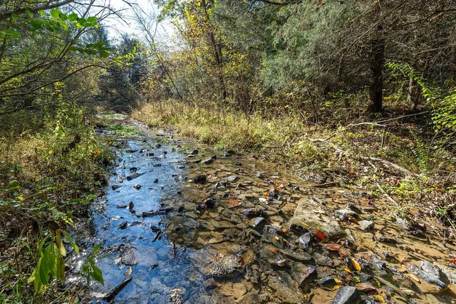 a view of a yard with a tree