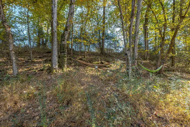 a view of a forest with trees in the background