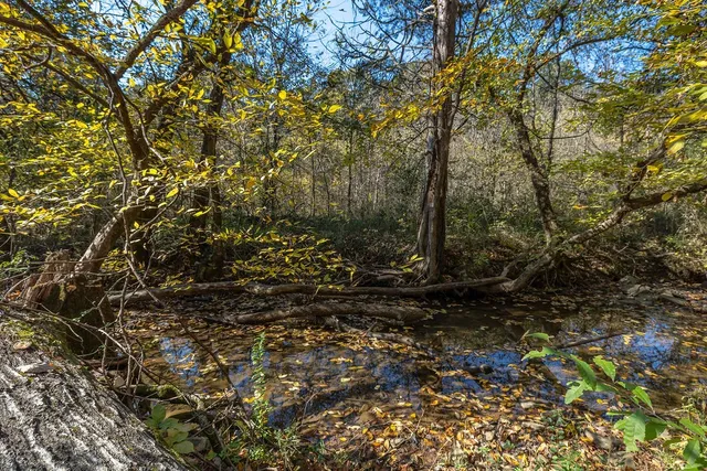 a view of a forest with trees
