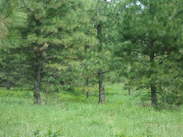 X12 X Hoag Road Valley, WA 99181 - Photo 1 of 31 Gallery Image 1