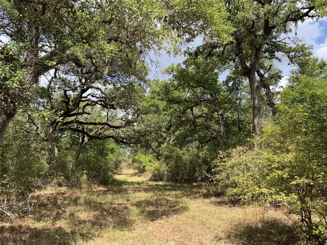 a view of a yard with large trees