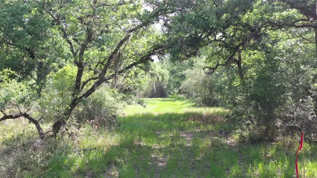 a view of a yard covered with trees