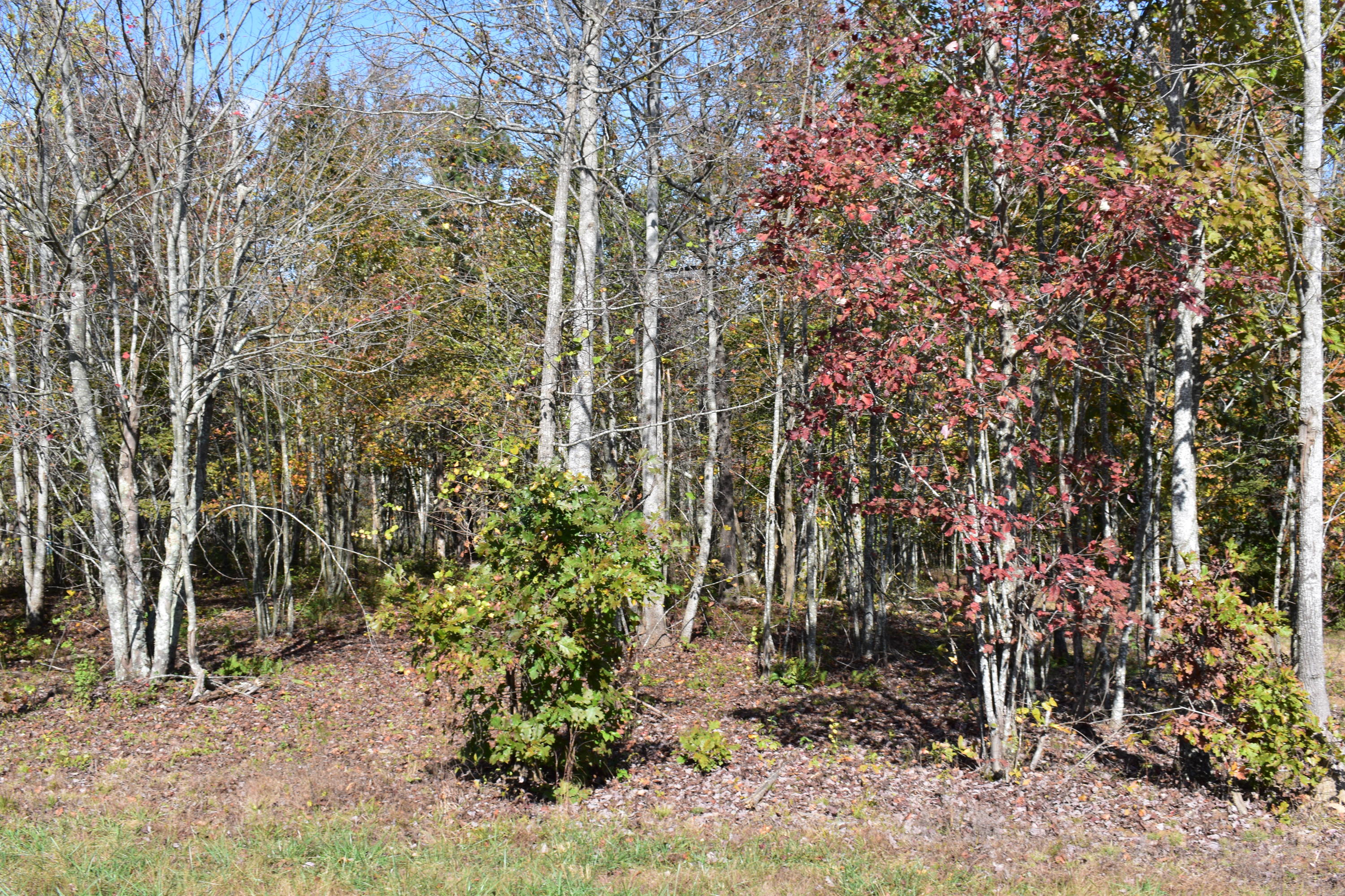 0 High Point Lane, Unit 90 Jasper, TN 37347 - Photo 3 of 12 DSC_0063