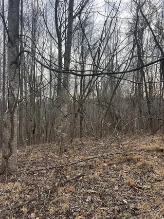 a view of empty space with large trees