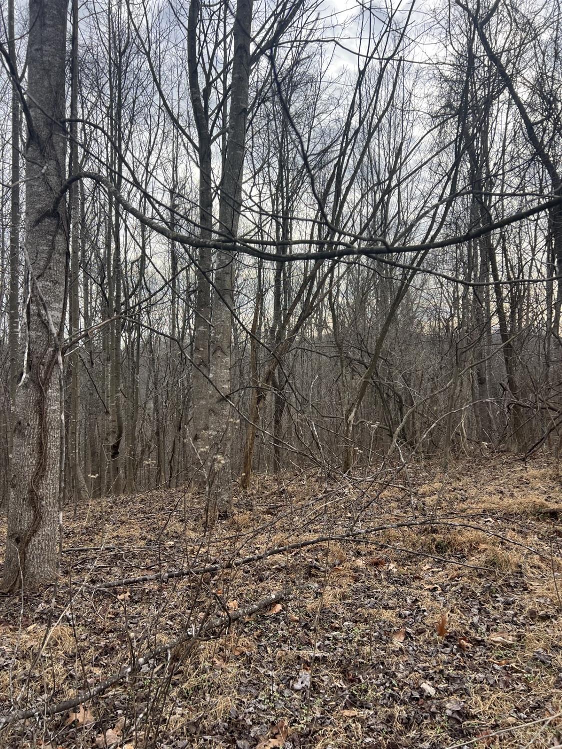 1 Bandy Mill Road Hardy, VA 24101 - Photo 3 of 8 a view of empty space with large trees