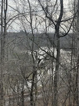 a view of tree with two of trees