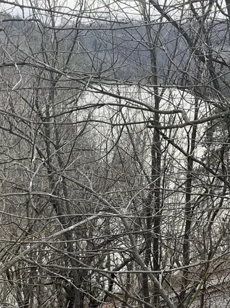 a backyard of a house with lots of trees