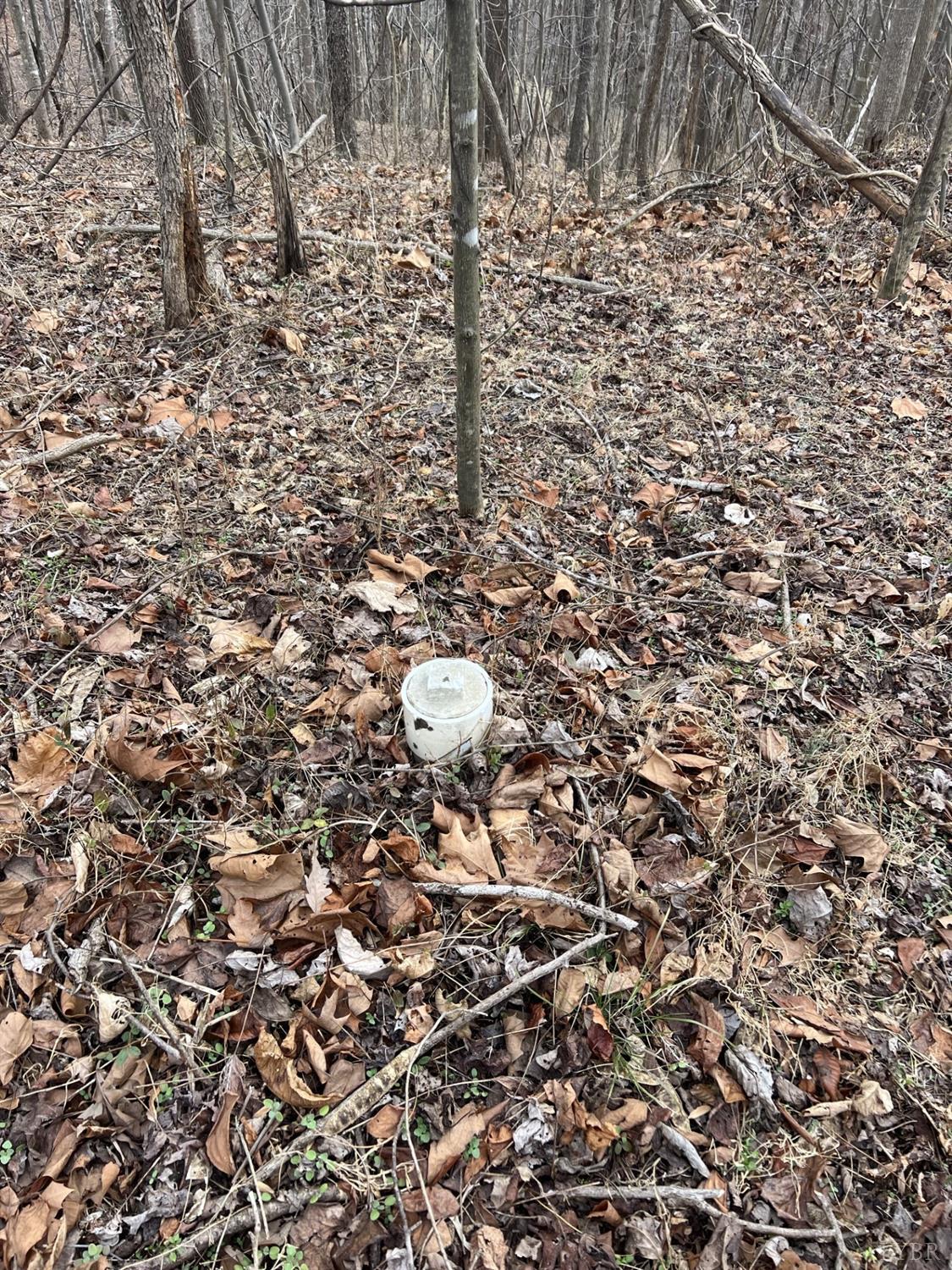 1 Bandy Mill Road Hardy, VA 24101 - Photo 8 of 8 a picture of a tree