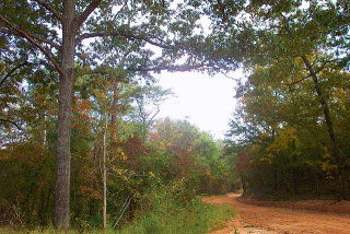 Lot 35 Bluffwood Road Wagener, SC 29164 - Photo 1 of 1