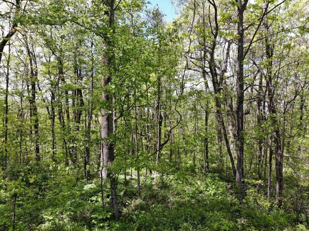 0 Burnt Mountain Cove Road Jasper, GA 30143 - Photo 6 of 10