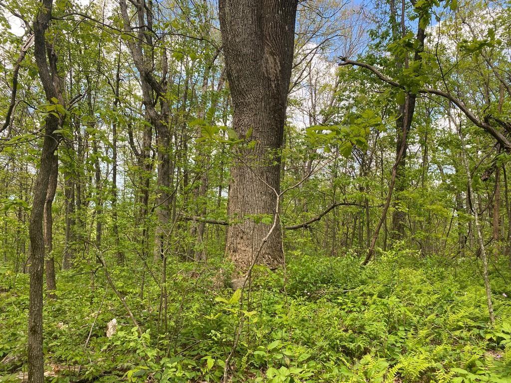 0 Burnt Mountain Cove Road Jasper, GA 30143 - Photo 7 of 10
