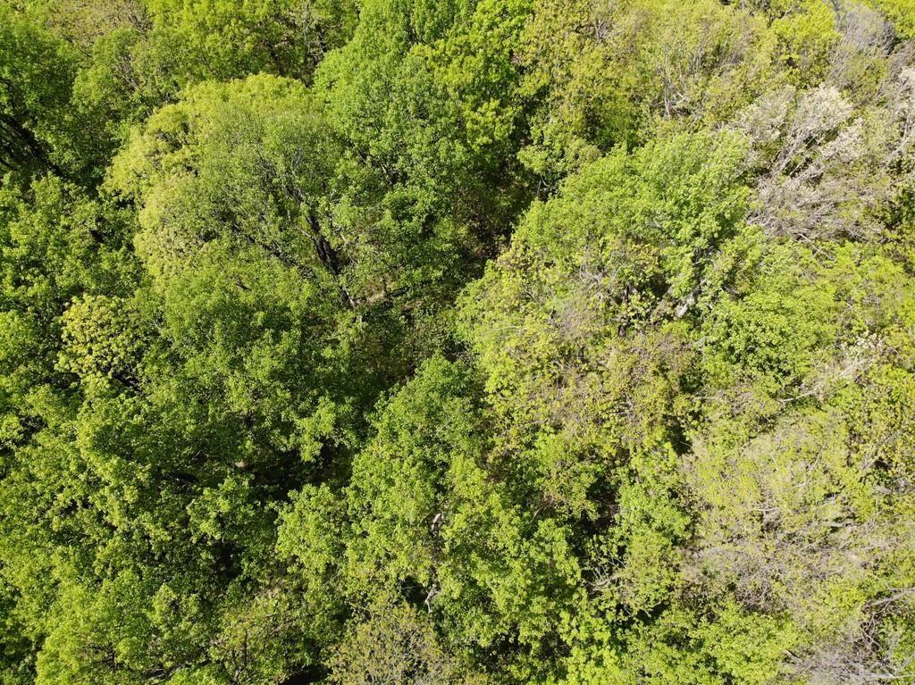 0 Burnt Mountain Cove Road Jasper, GA 30143 - Photo 10 of 10