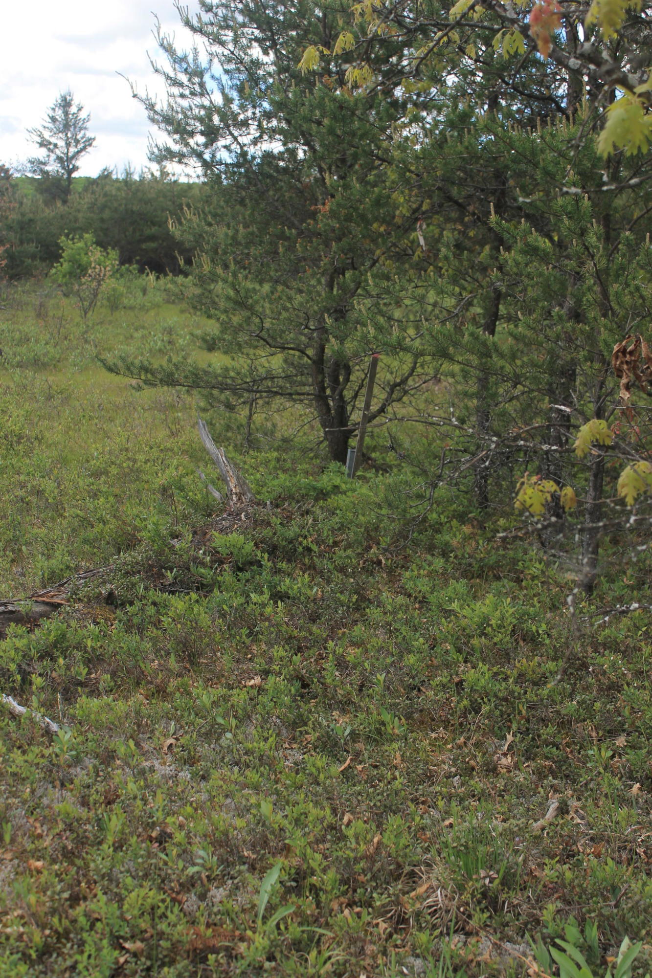 Ontario Road Grayling, MI 49738 - Photo 6 of 9 Gallery Image 6