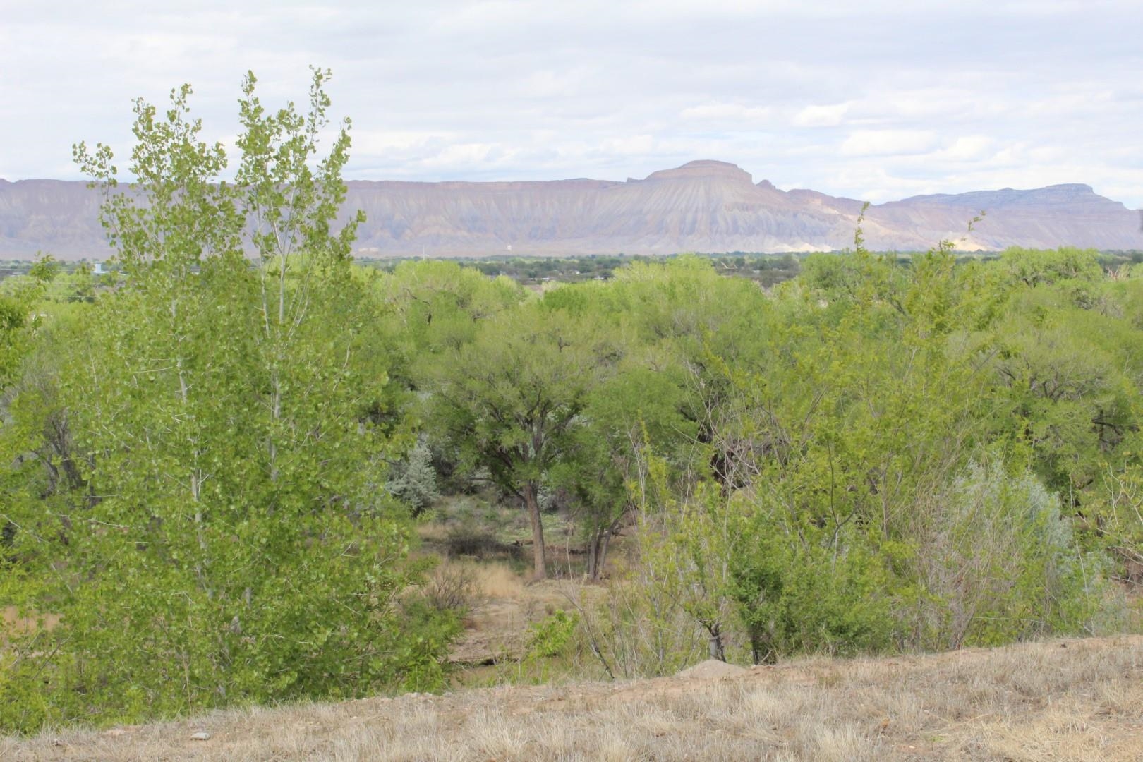 2879 C Road Grand Junction, CO 81503 - Photo 5 of 11 Gallery Image 5