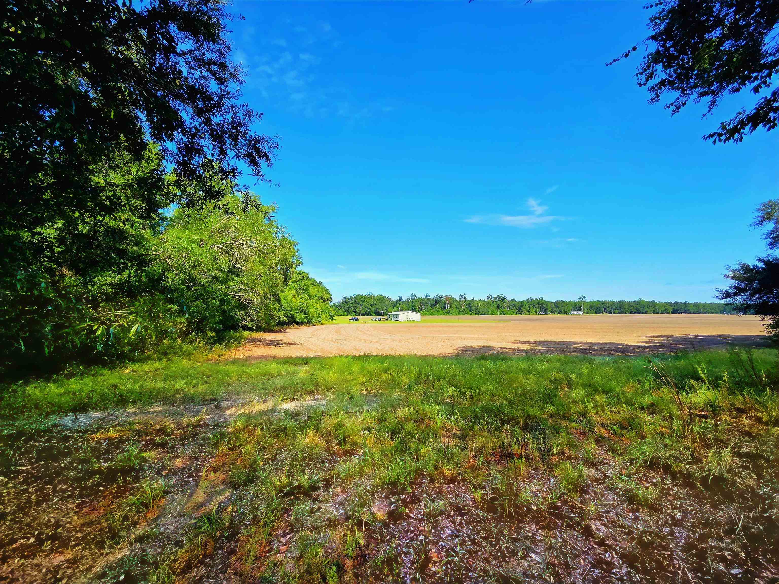 1-acre Northeast Hickory Grove Road Pinetta, FL 32350 - Photo 6 of 44 Gallery Image 6