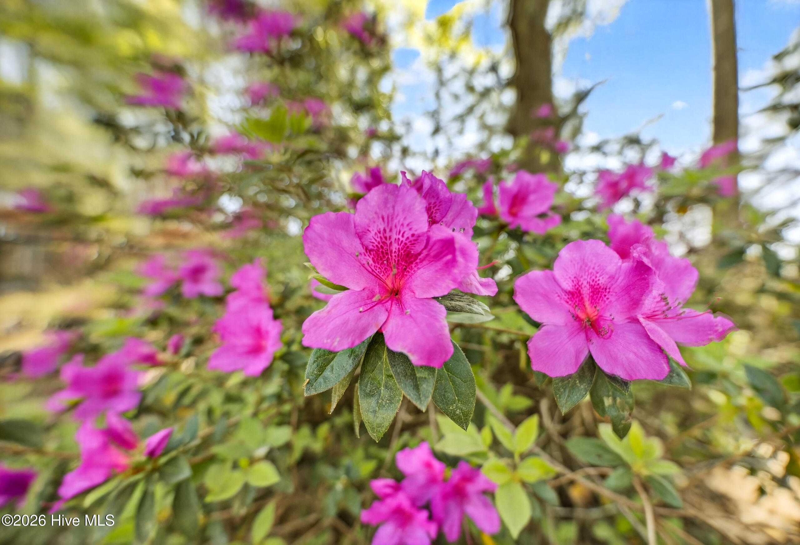 1912 Mallard Road Greenville, NC 27858 - Photo 43 of 56 038_DSC_8105
