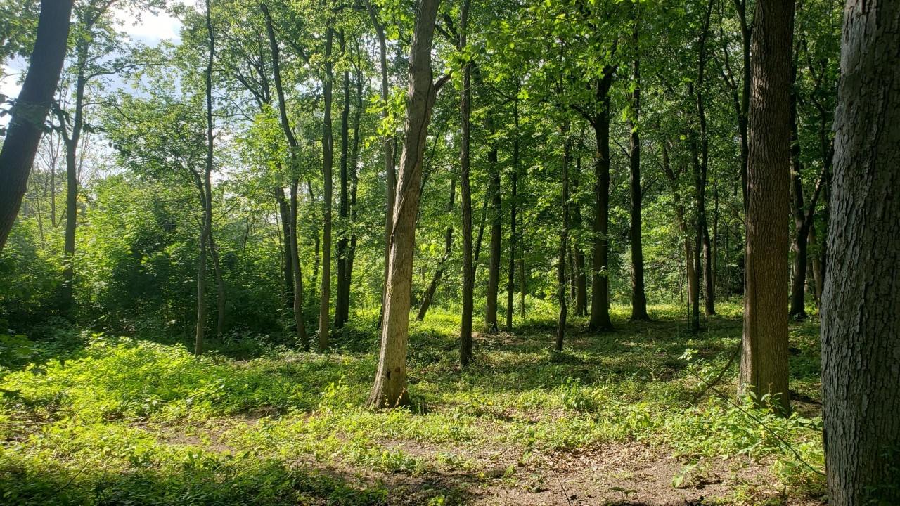 Parcel A Harwood Road Ionia, MI 48846 - Photo 2 of 7 thumbnail_20210803_171322
