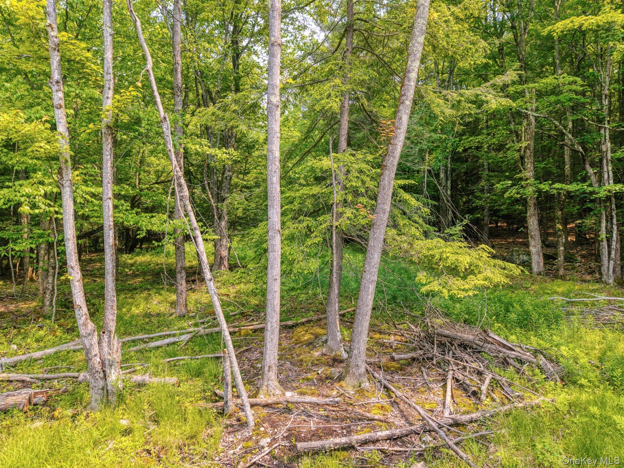 Tbd Boulder Brook Road Windham, NY 12496 - Photo 5 of 46 View of tree filled area