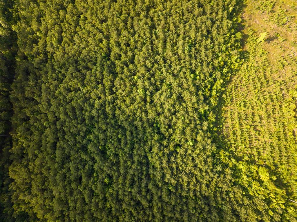 T-1 Ellis West Road Pitkin, LA 70656 - Photo 17 of 18