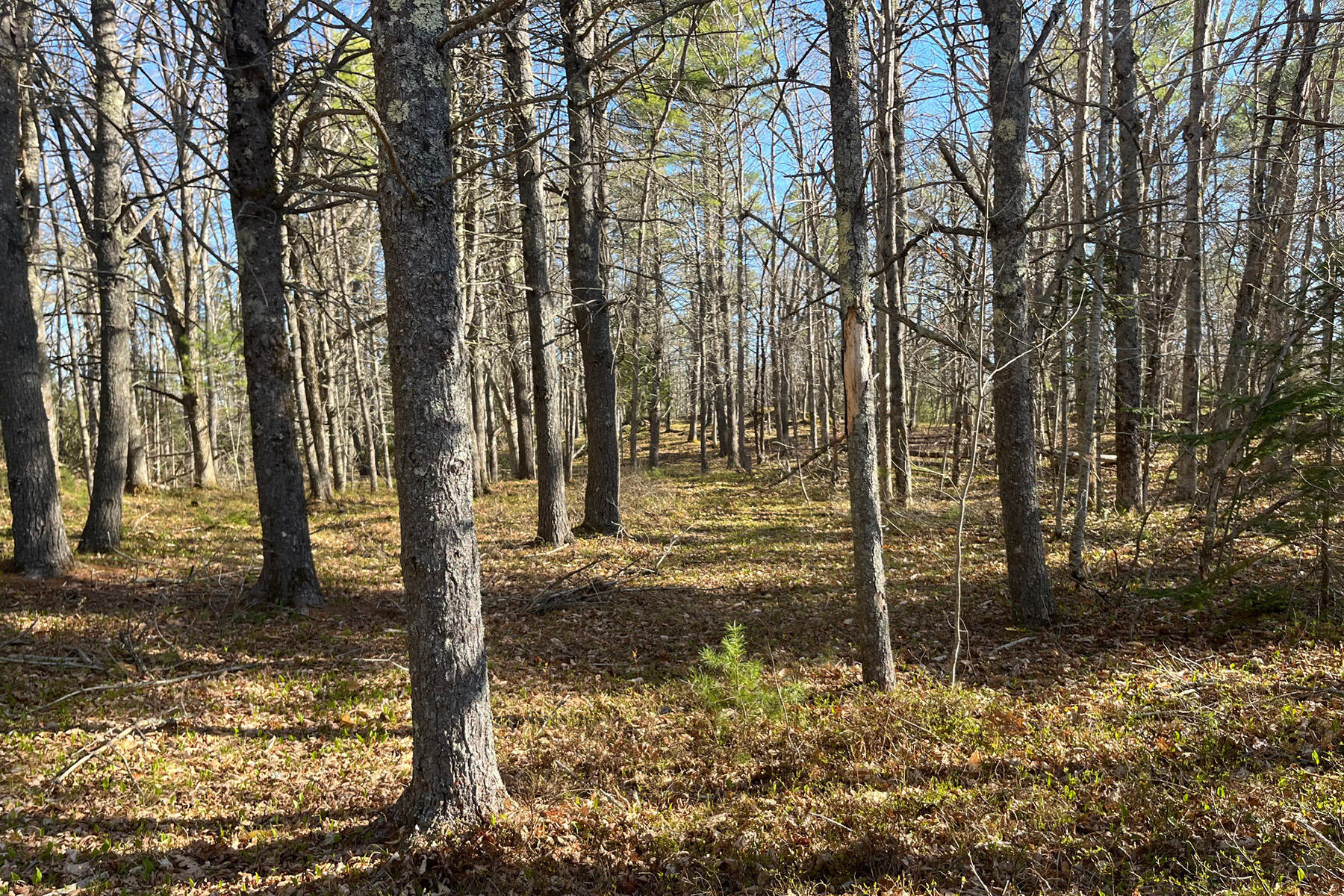 0 Skillings Drive Woolwich, ME 04579 - Photo 13 of 13 IMG_2402