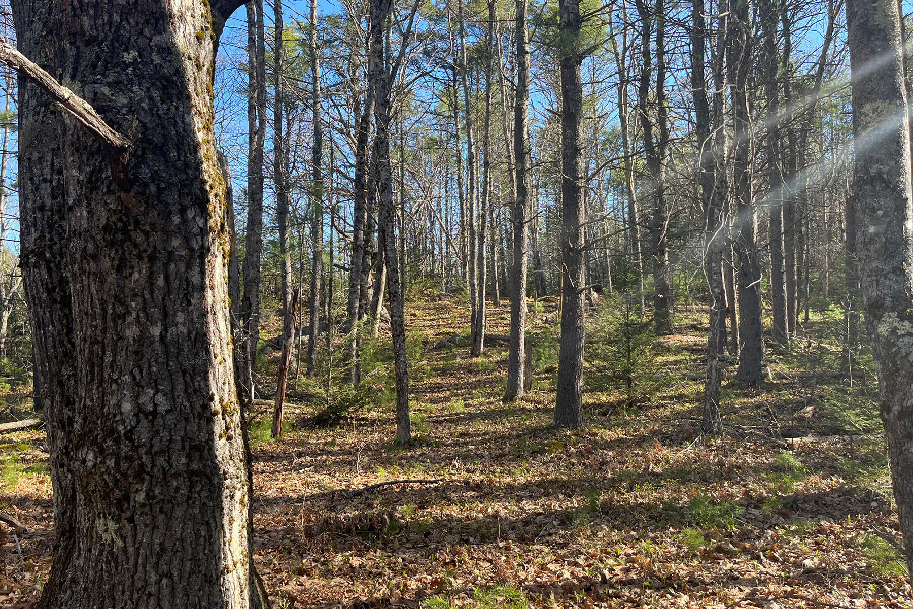 0 Skillings Drive Woolwich, ME 04579 - Photo 6 of 13 IMG_2395