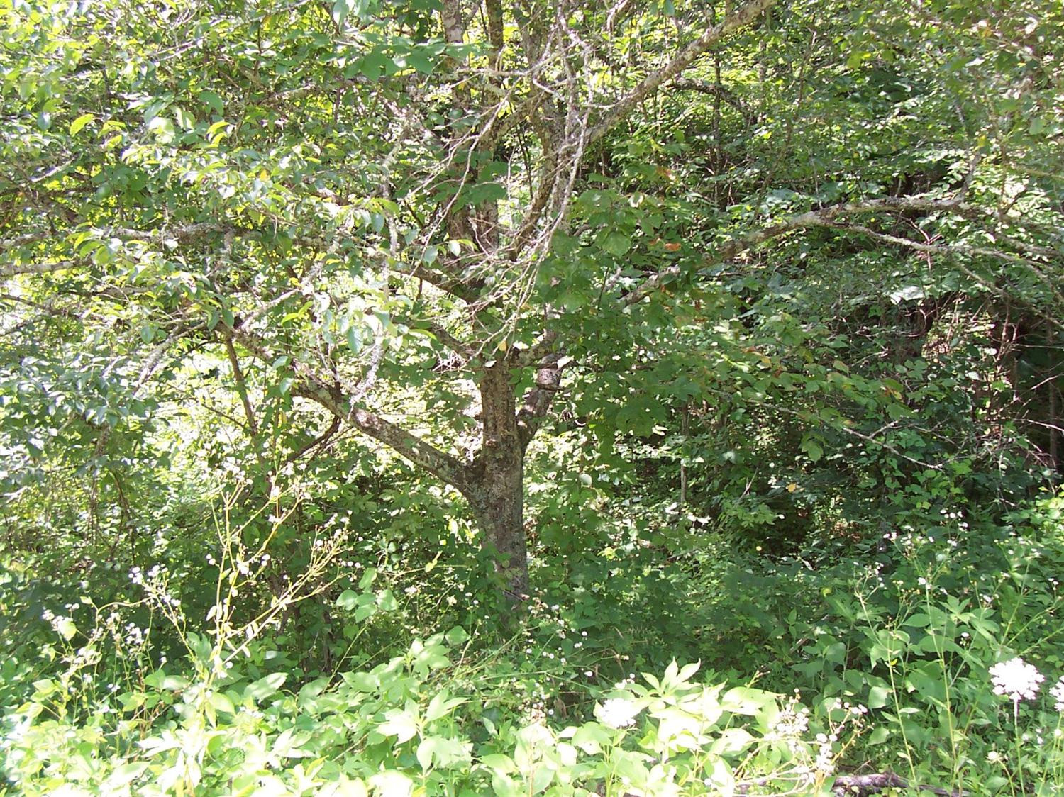 1 Fox Hollow Road Beattyville, KY 41311 - Photo 20 of 20 Photo 20