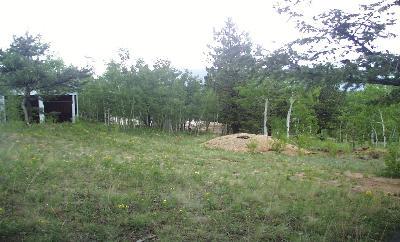 47 Saddlestring Road Bailey, CO 80421 - Photo 1 of 1 a view of a barn in the middle of a forest