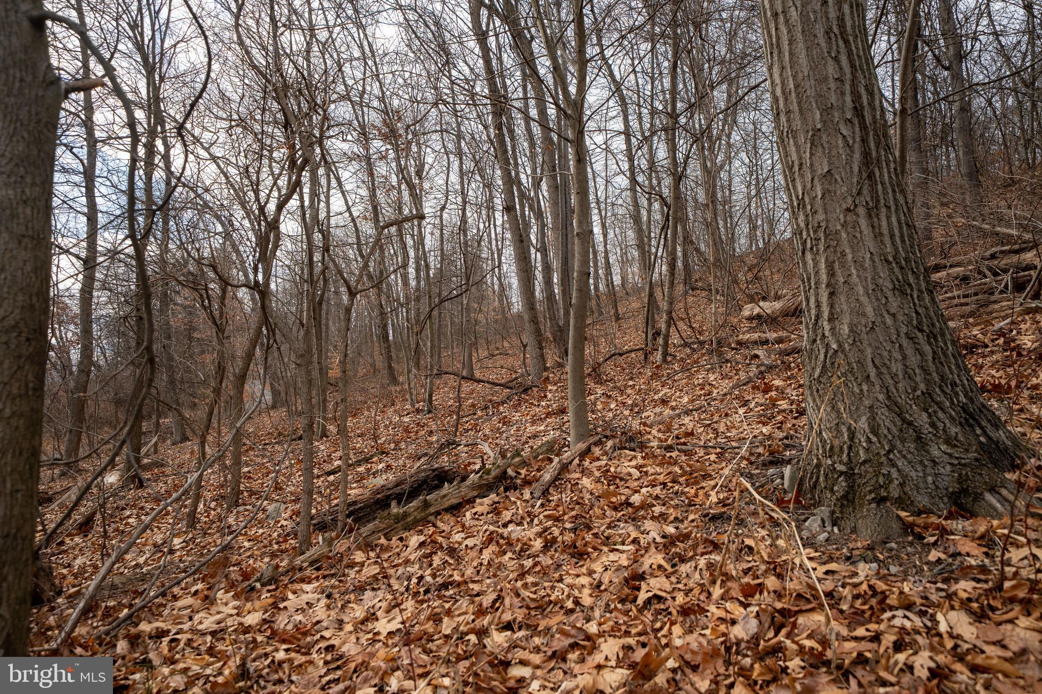 338 Culp Road Sunbury, PA 17801 - Photo 41 of 43 a view of a yard with large trees