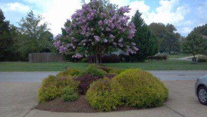 1998 Portway Road Spring Hill, TN 37174 - Photo 10 of 14 Beautiful circular drive with Landscaped Island!!