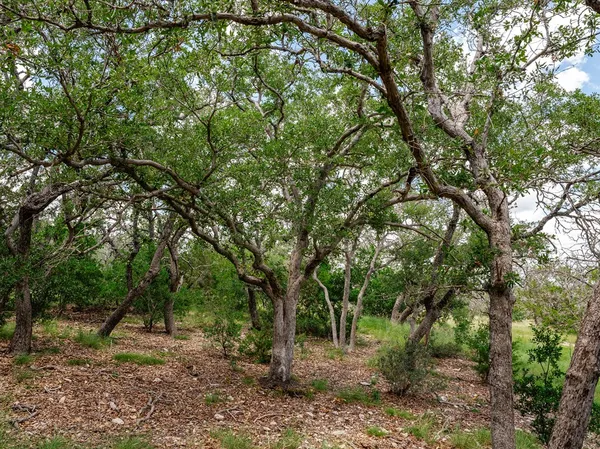 $138,051 | 1632 Link, Unit 13, Doss, TX 78618