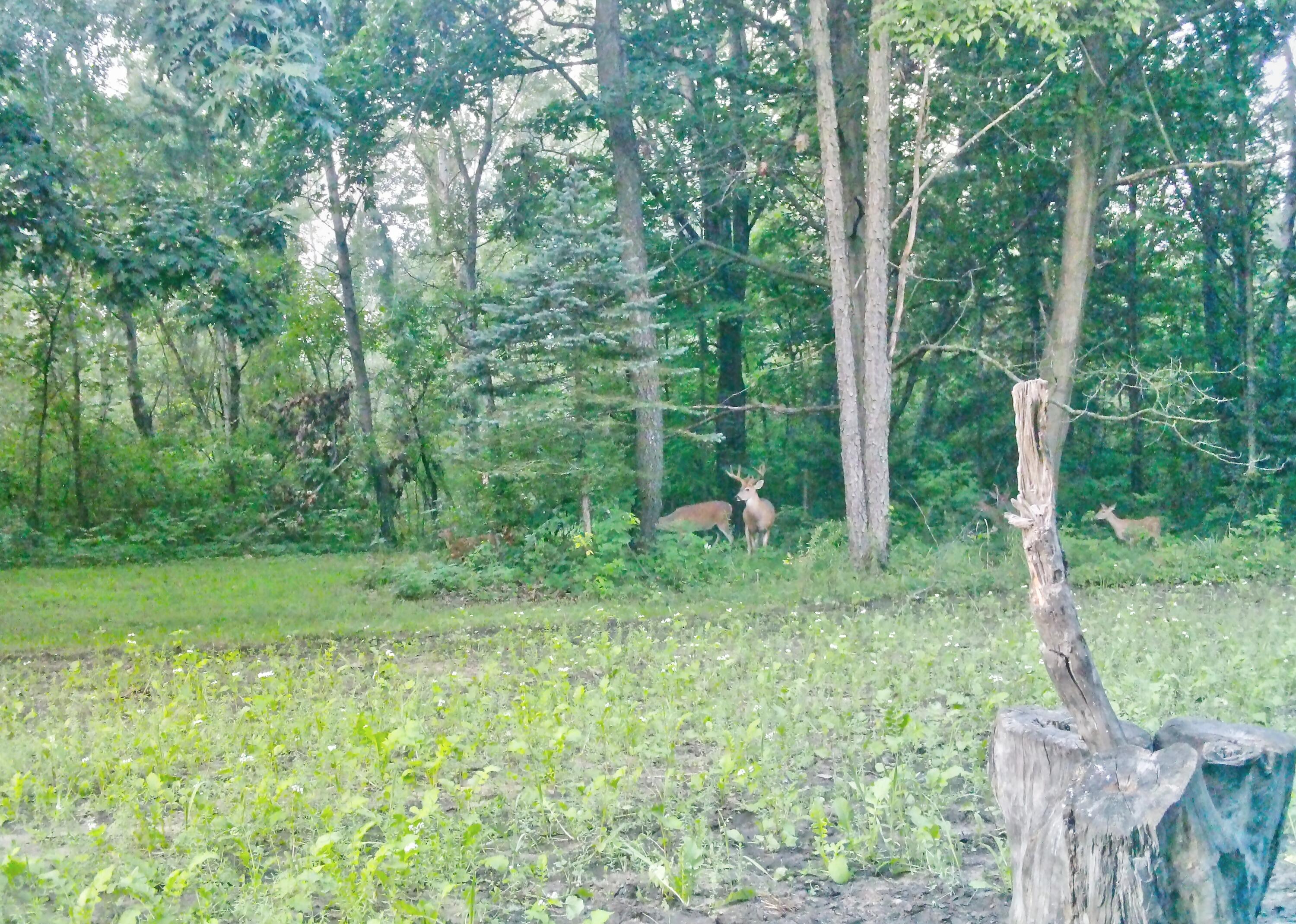 318 Mt Hope Road South Crystal, MI 48818 - Photo 32 of 38 buck
