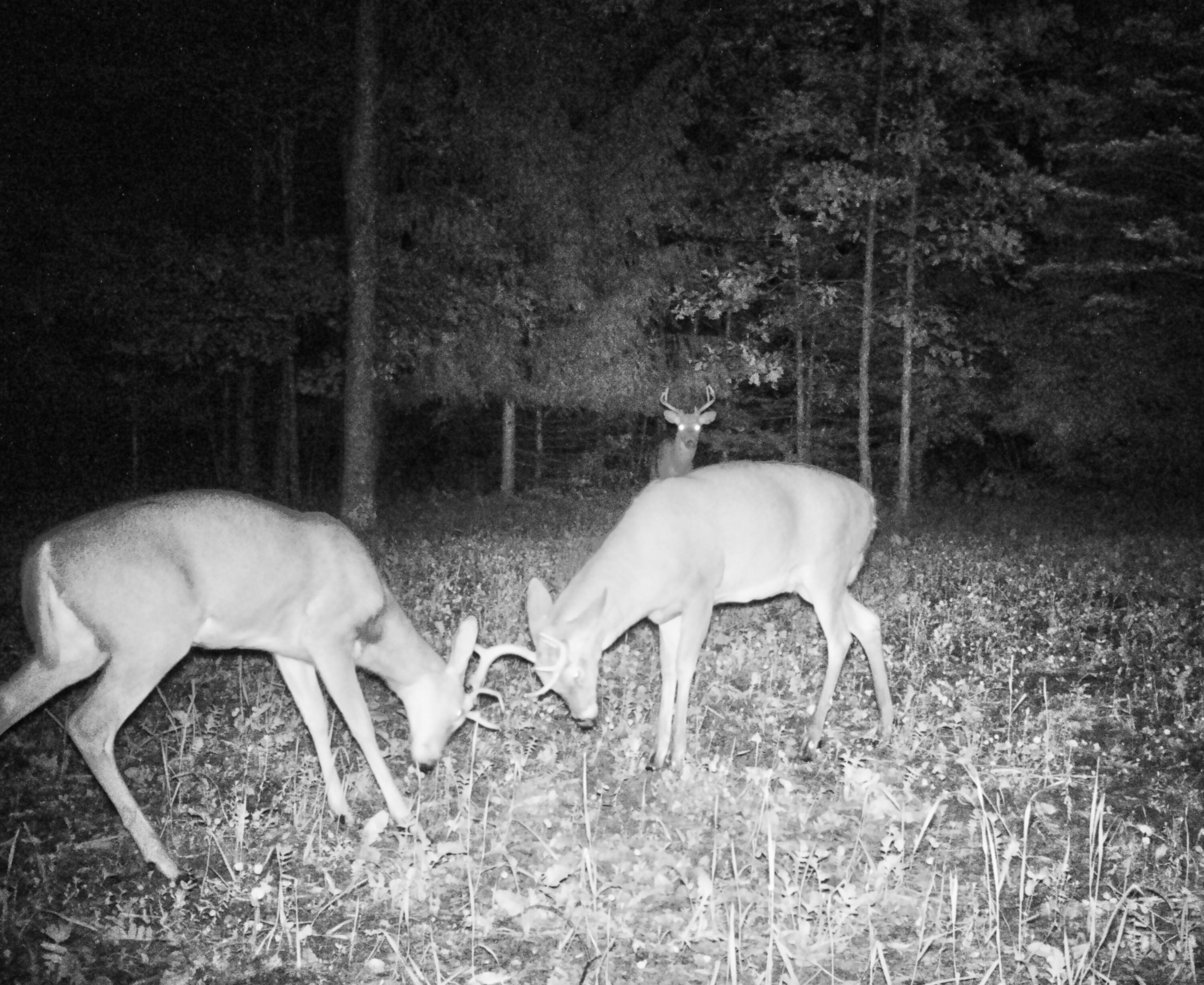 318 Mt Hope Road South Crystal, MI 48818 - Photo 33 of 38 buck fight