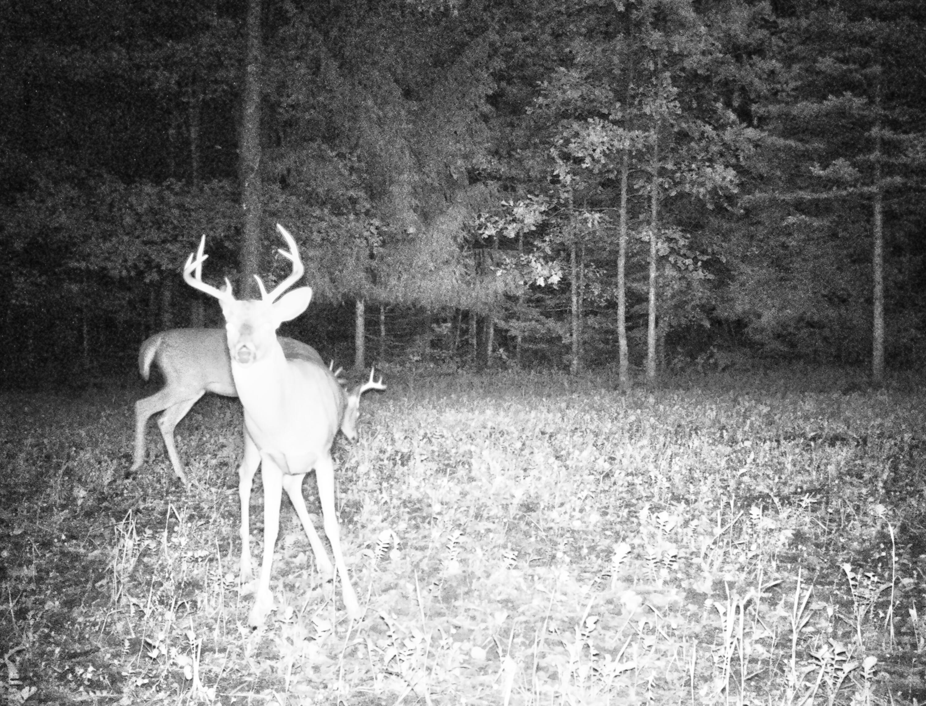 318 Mt Hope Road South Crystal, MI 48818 - Photo 35 of 38 Buck