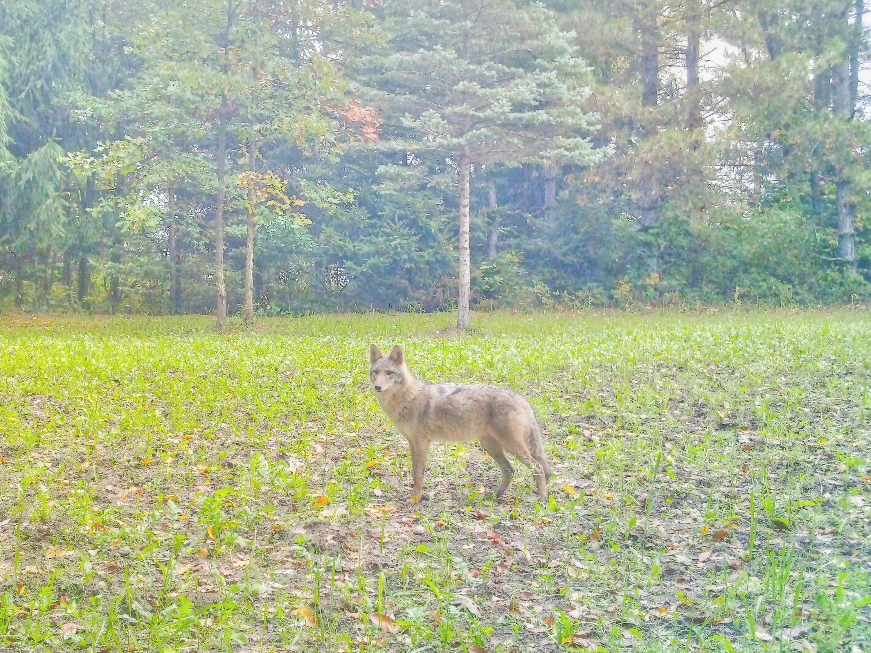 318 Mt Hope Road South Crystal, MI 48818 - Photo 36 of 38 coyote