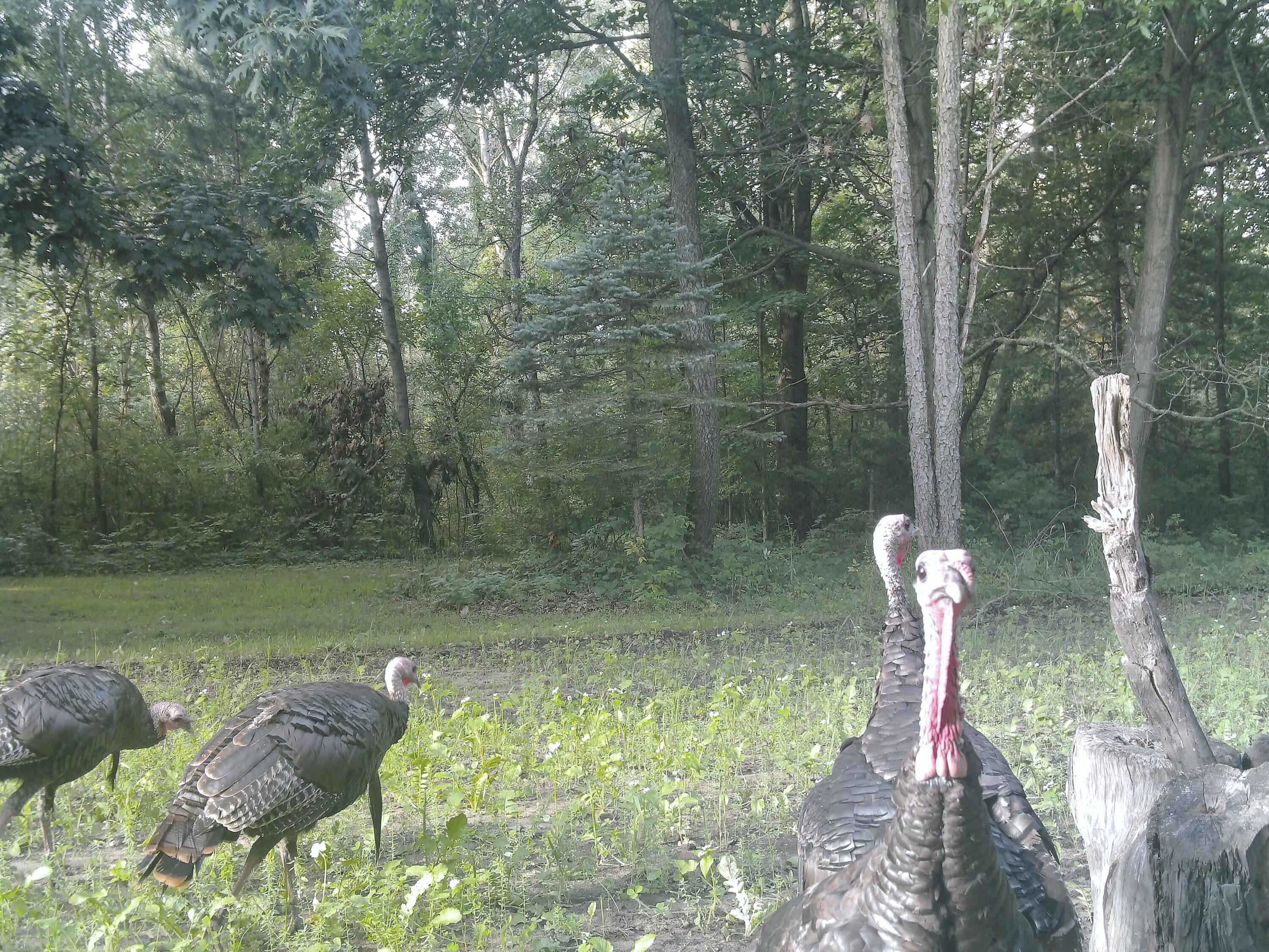 318 Mt Hope Road South Crystal, MI 48818 - Photo 37 of 38 Turkey 1