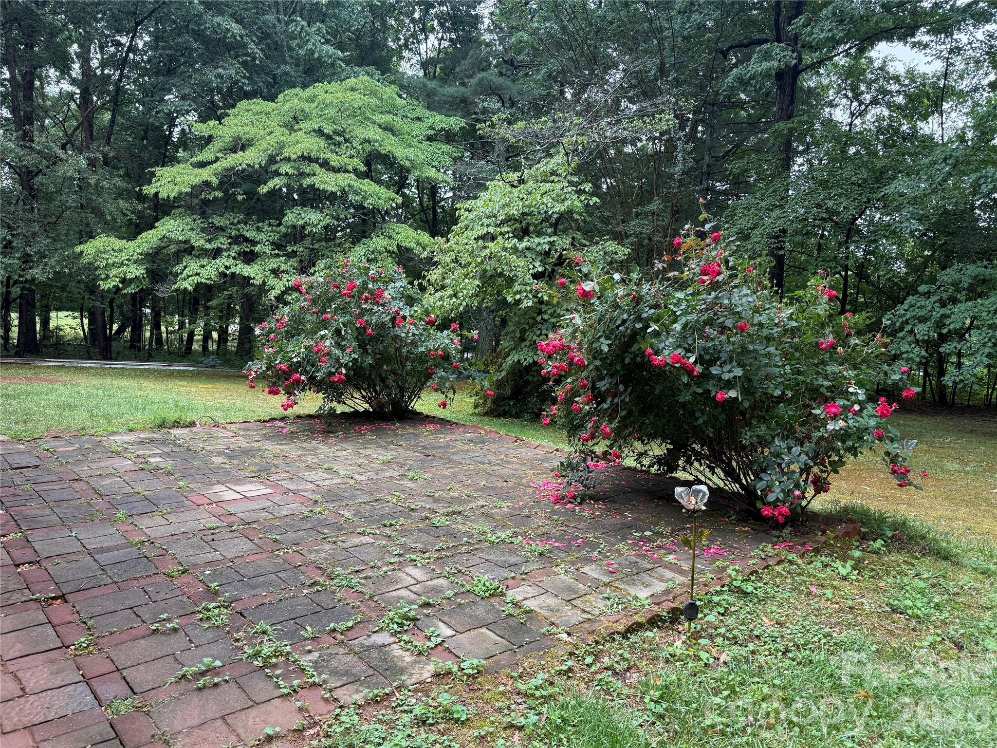 580 Legion Road Lenoir, NC 28645 - Photo 19 of 22 a view of a flower in a garden