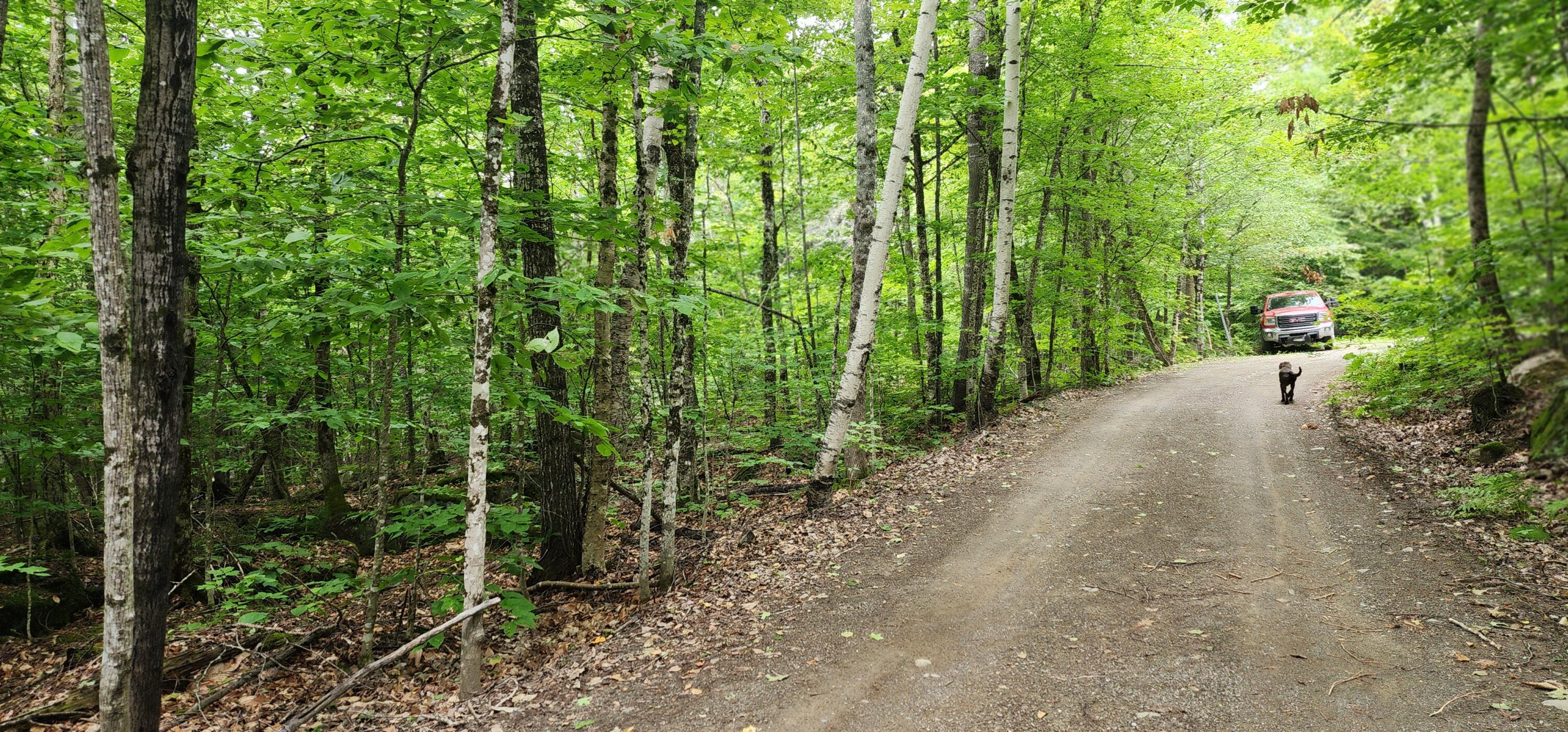 Off Dunphy Lane Island Falls, ME 04747 - Photo 8 of 16 20240815_094241