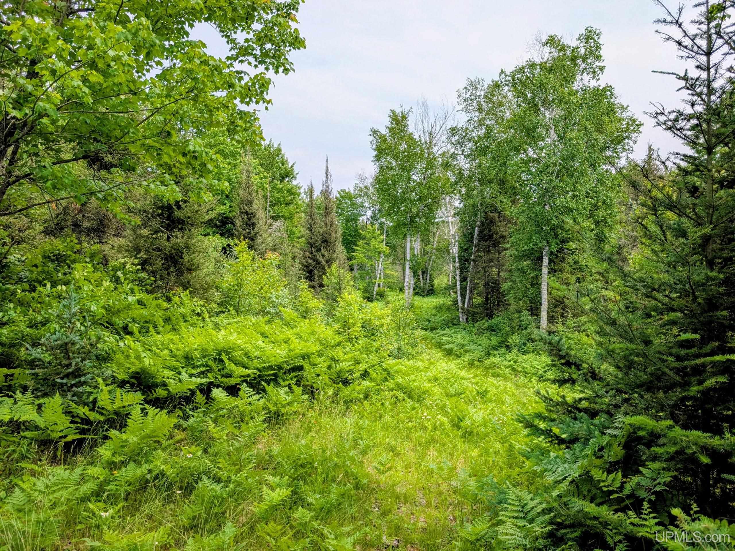 Tbd Pond Road Iron River, MI 49935 - Photo 16 of 26