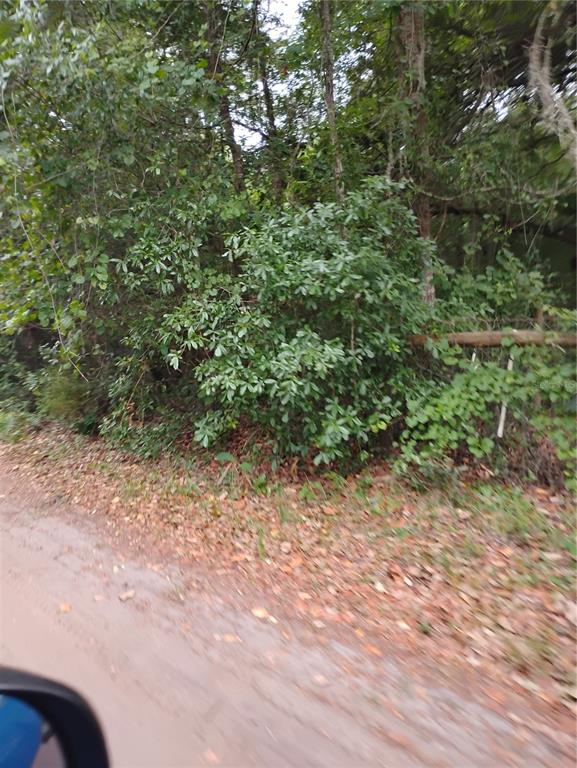 146th Place Fort McCoy, FL 32134 - Photo 1 of 1 a view of a yard with a tree