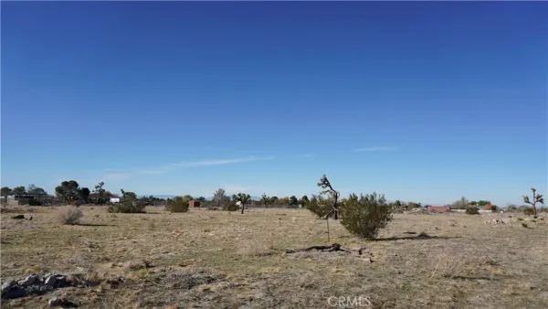 a view of a dry yard with trees in the background