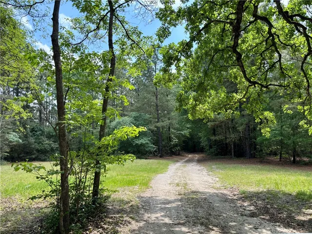a view of backyard with potted plants and large trees