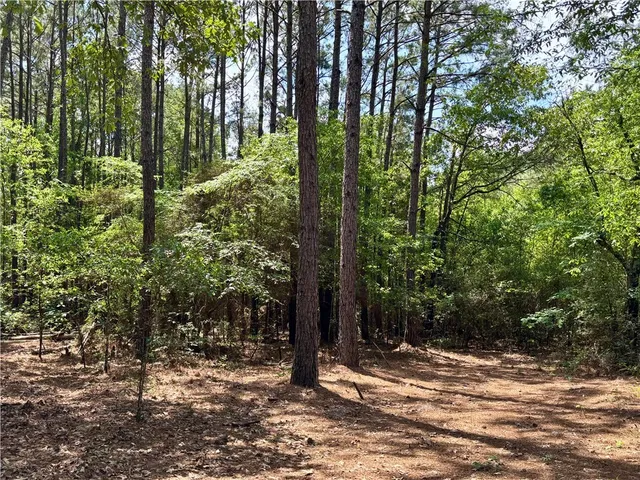 a view of a forest filled with trees