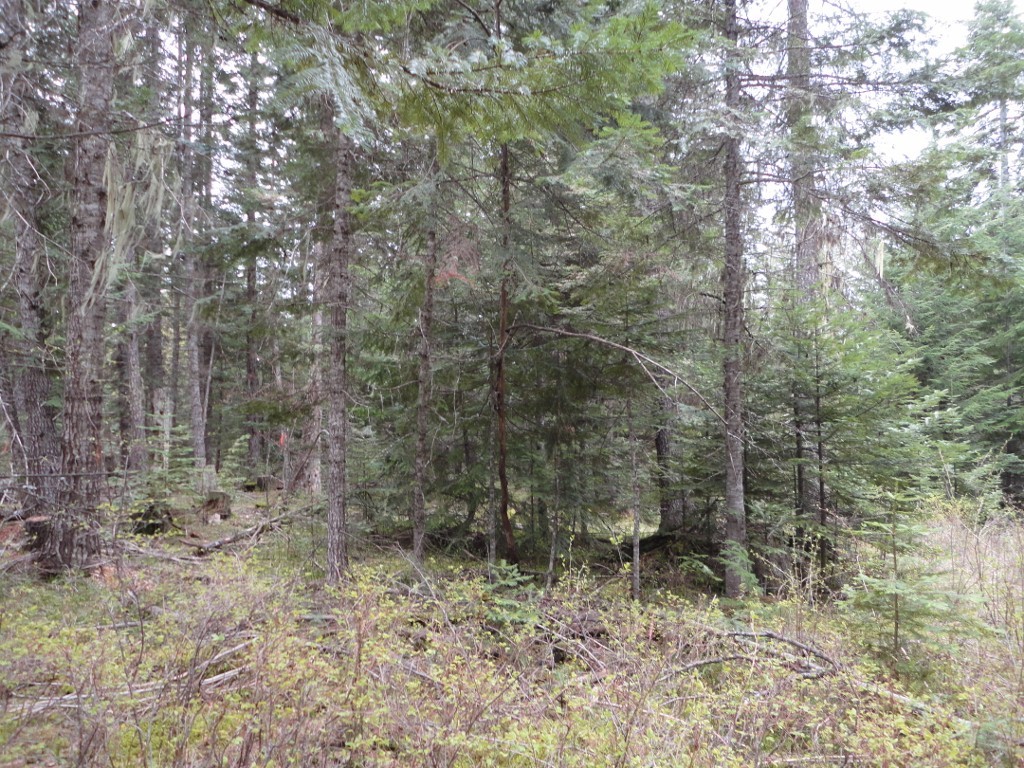 Nna Nna Davis Creek Road St. Maries, ID 83861 - Photo 1 of 1 TIMBER