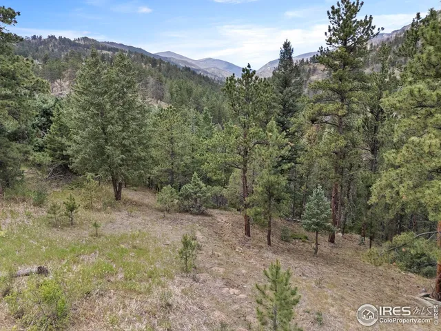 a view of a forest with trees in the background