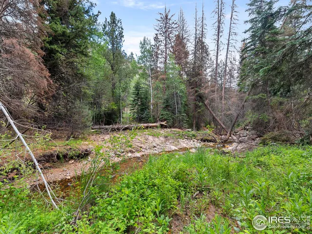 a view of a forest with trees