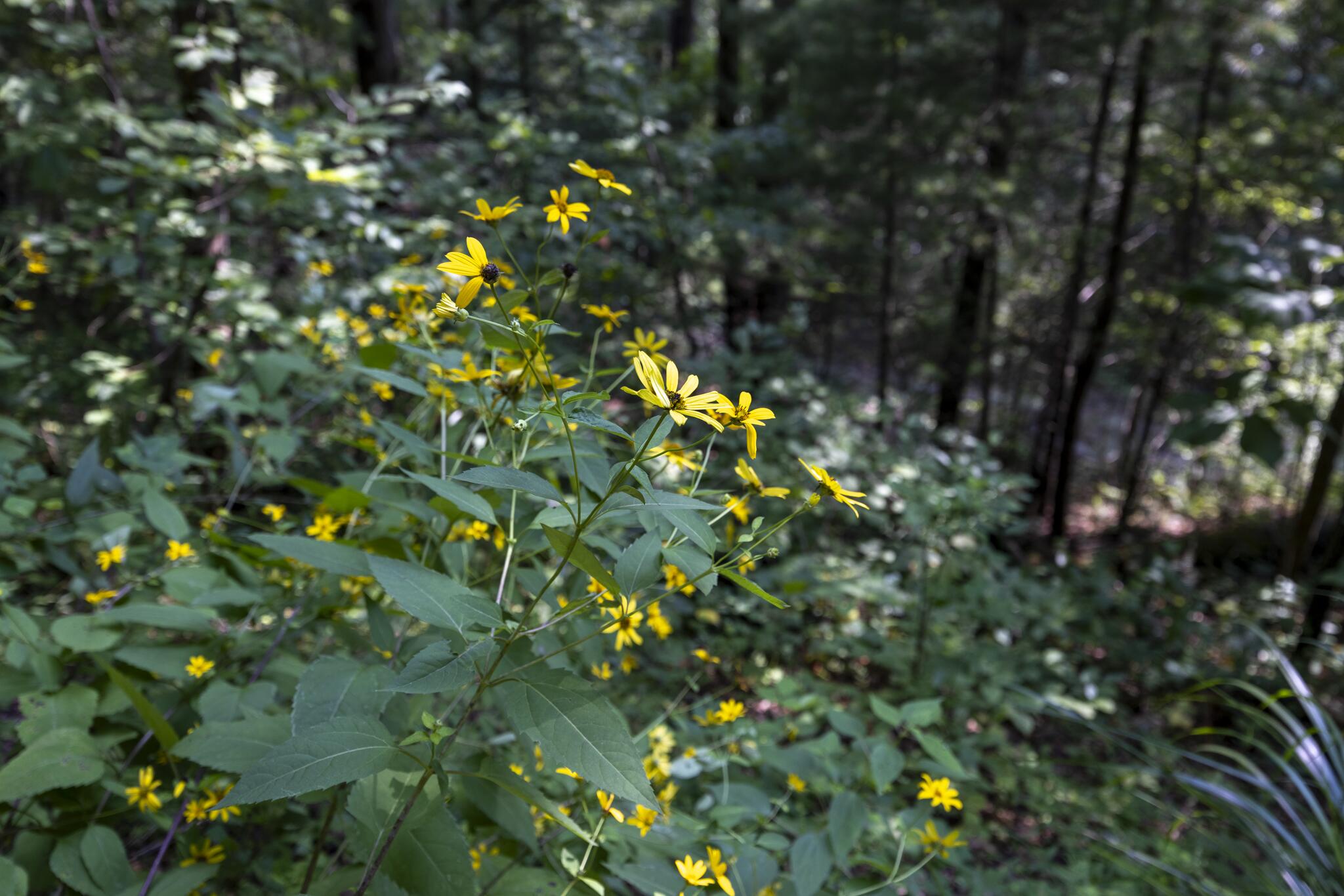 Lot 2 Cave Hollow Road Zoe, KY 41397 - Photo 20 of 29 Appalachian Media-20