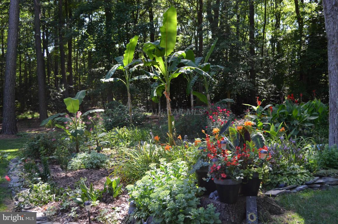 309 Silva Road Stockton, MD 21864 - Photo 54 of 67 a backyard of a house with lots of green space and trees all around