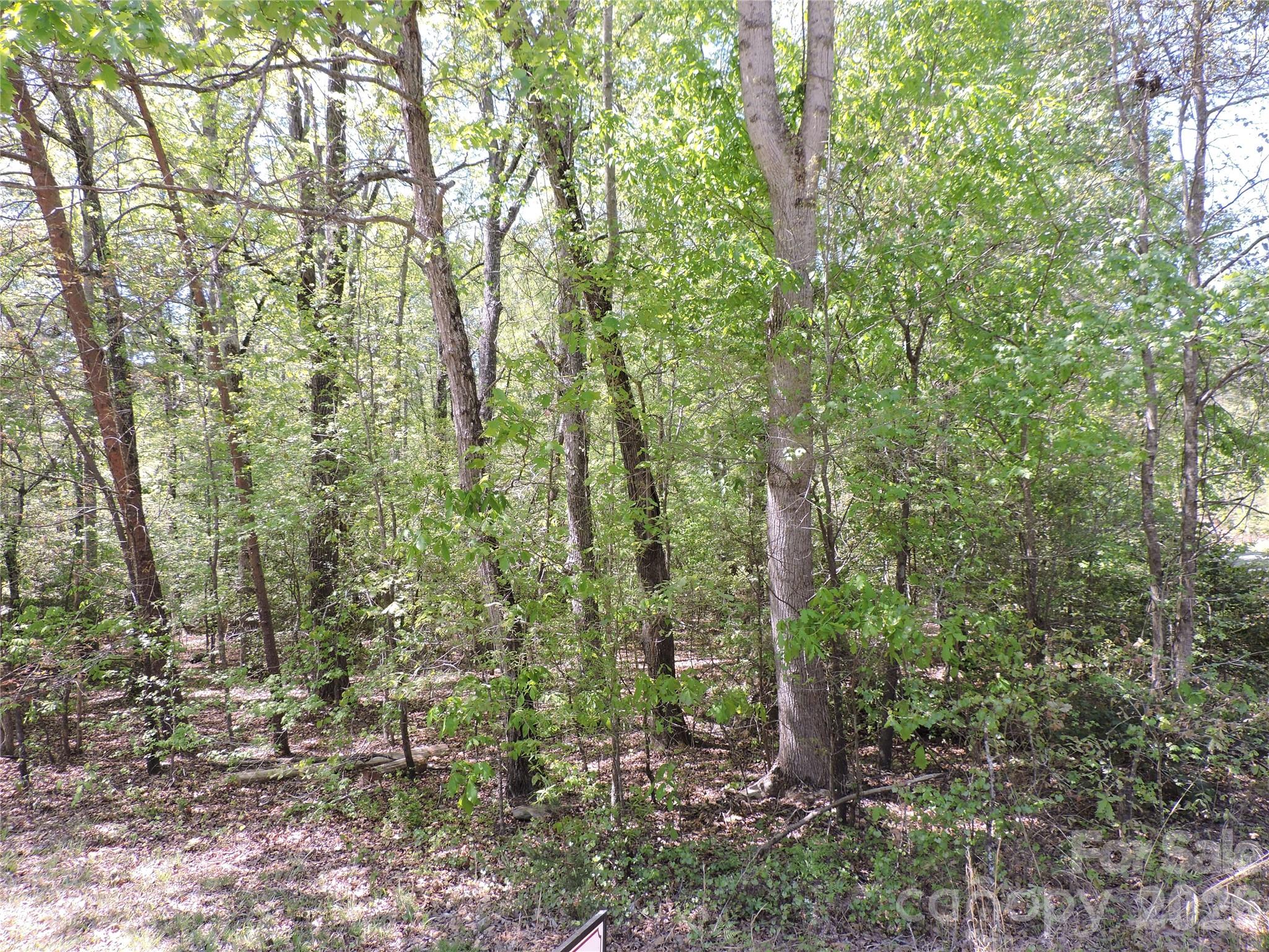 a view of a forest with trees