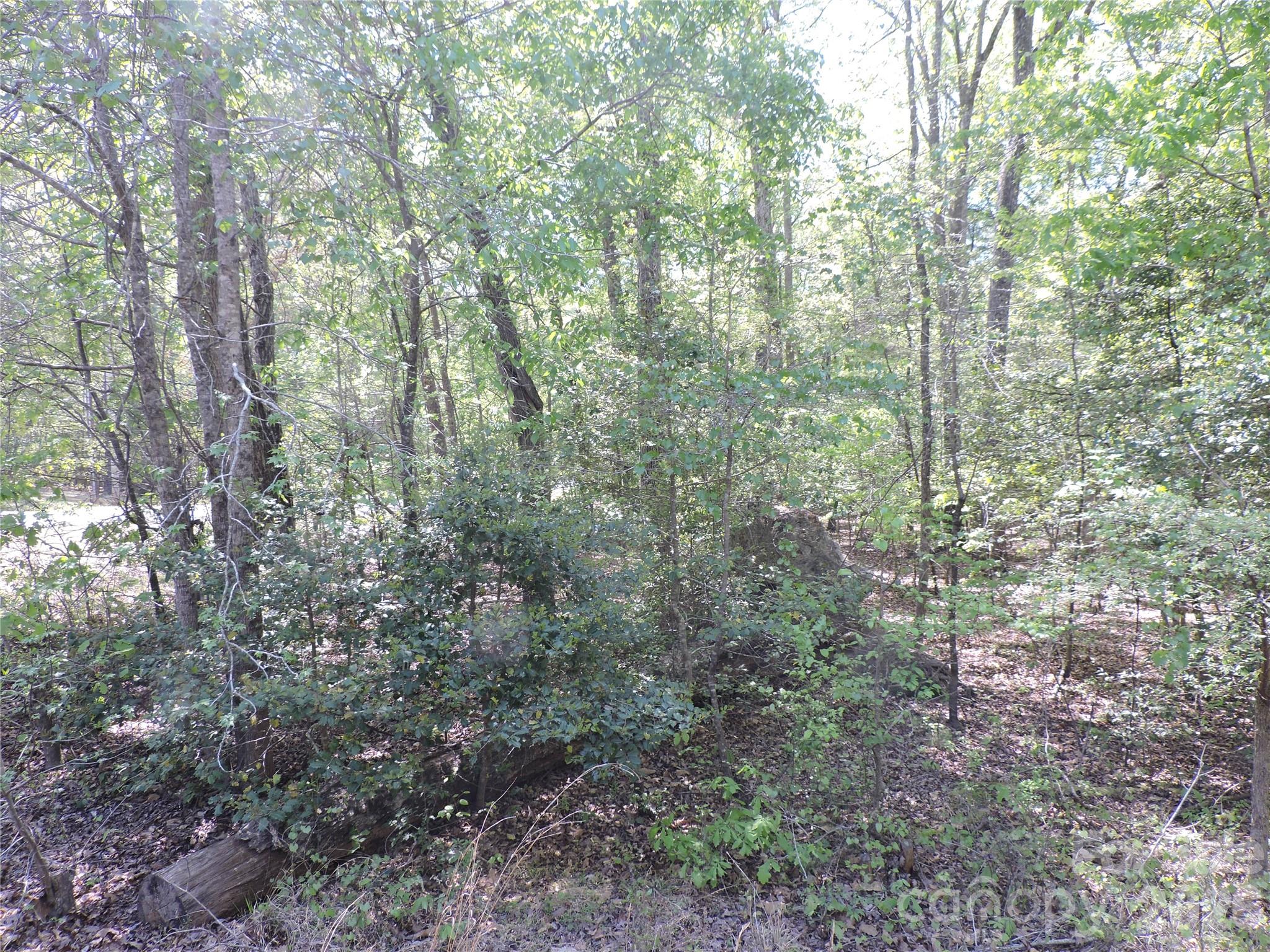 293 Manchester Road Mount Gilead, NC 27306 - Photo 2 of 18 a view of a forest with trees
